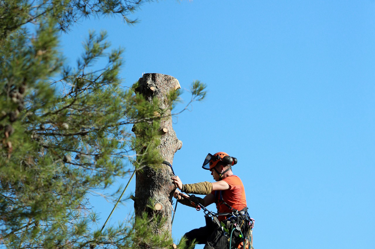 Tree trimming services